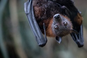 Pilot says he woke up in downtown Denver hotel to find bat in his room and bite on his foot